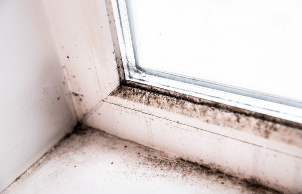 Dealing with a Mold Infestation in Your Apartment