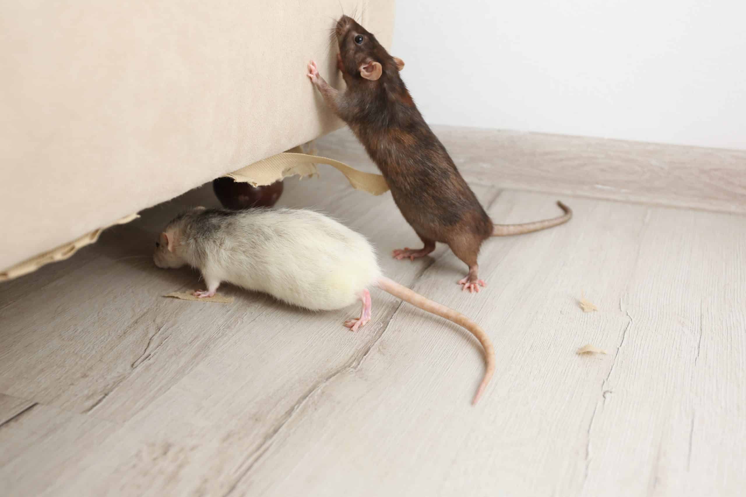 What Can You Do About An Apartment Rat Infestation Wolford Wayne Llp