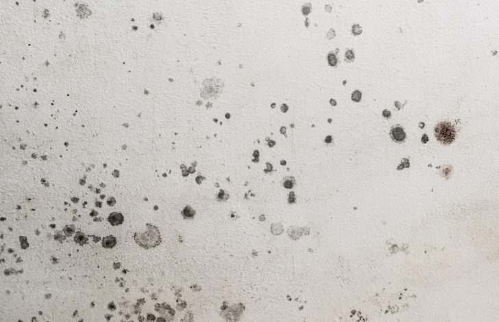 Can I Sue My Landlord for Black Mold Exposure in my Apartment?