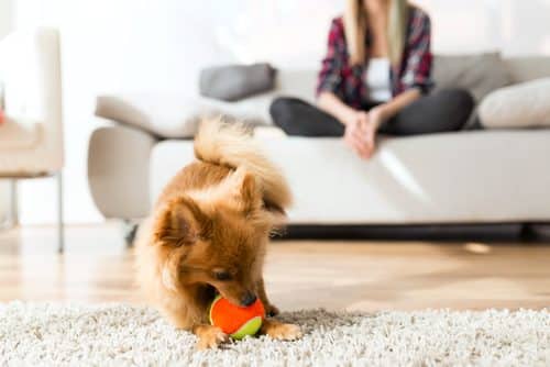 What You Should Know about Tenants’ Rights and Pets