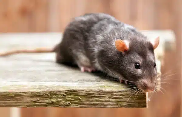 Rats in Your Apartment? Tips on Getting Help from Your Landlord